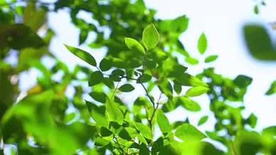4k实拍春日风光阳光下的绿色树叶植物空镜视频的预览图
